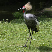 Grey Crowned Crane