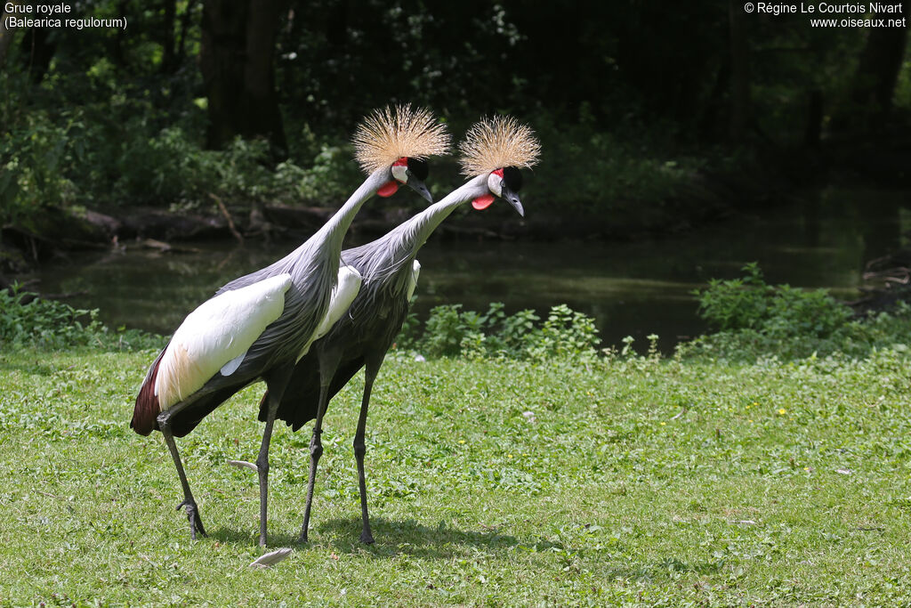 Grey Crowned Crane