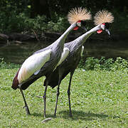 Grey Crowned Crane