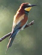 European Bee-eater