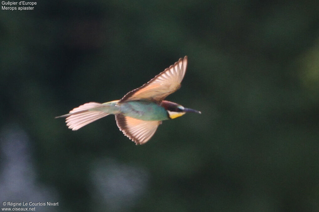 European Bee-eater, Flight