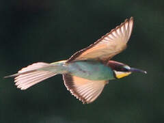 European Bee-eater