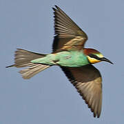 European Bee-eater