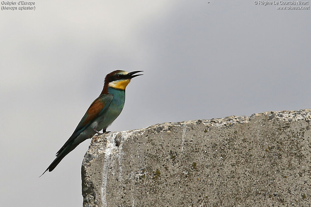 European Bee-eater