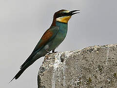 European Bee-eater