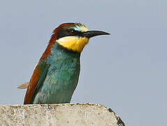 European Bee-eater