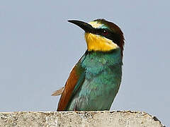 European Bee-eater