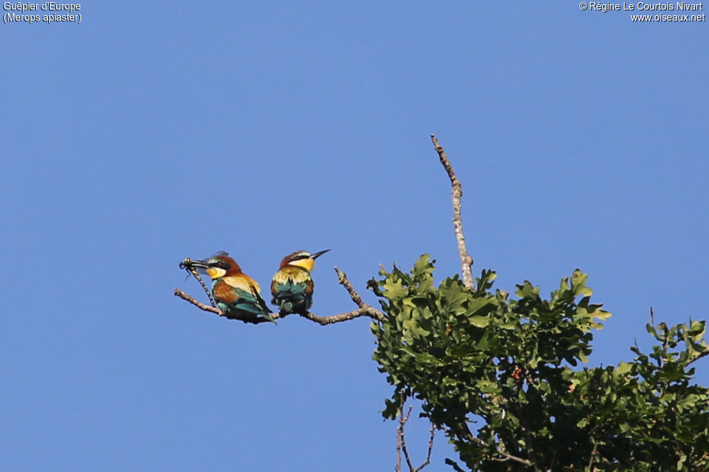 European Bee-eater