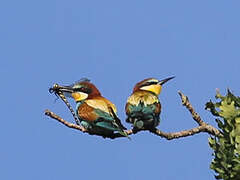 European Bee-eater