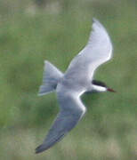 Whiskered Tern