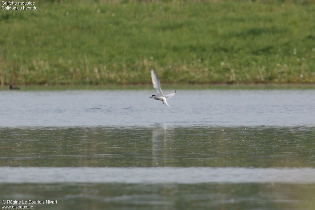 Whiskered Tern