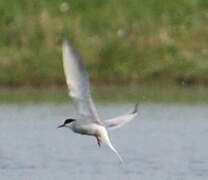 Whiskered Tern