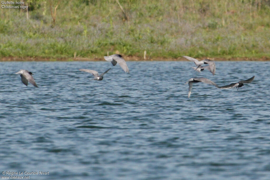 Black Tern