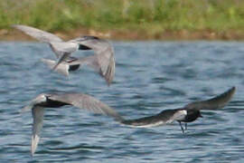 Black Tern