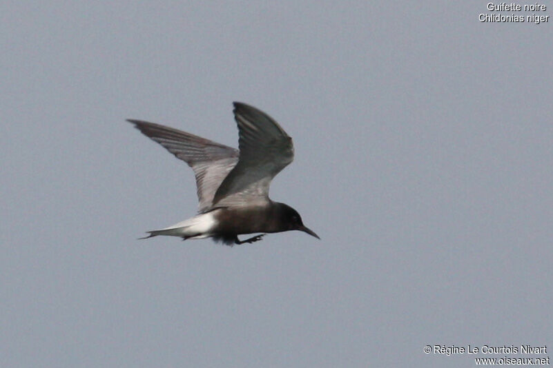 Black Tern