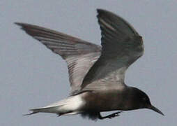 Black Tern