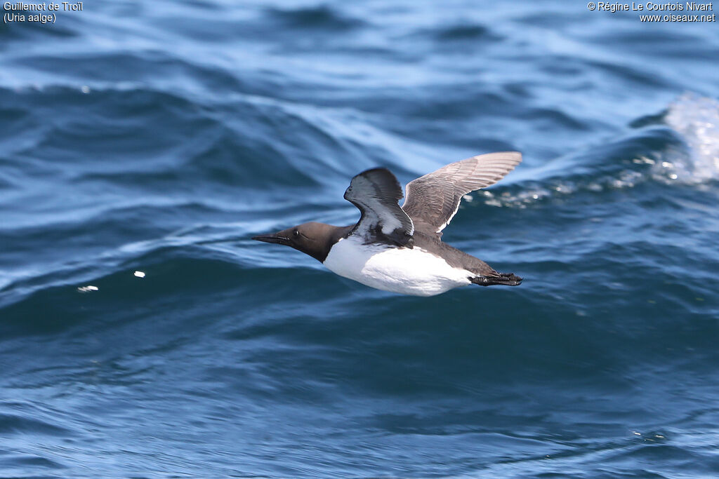 Common Murre