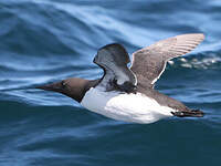 Guillemot de Troïl