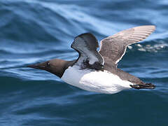 Common Murre