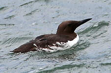 Guillemot de Troïl