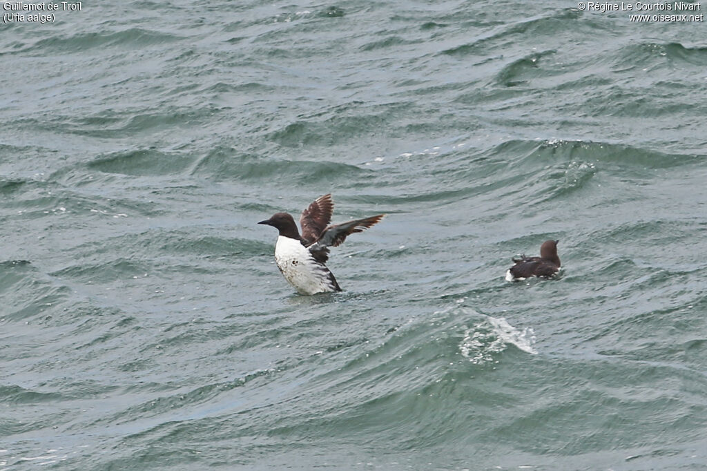 Guillemot de Troïl