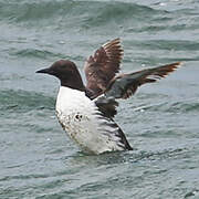 Common Murre