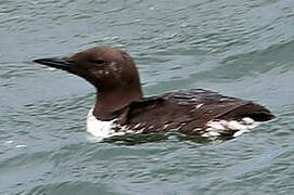 Common Murre