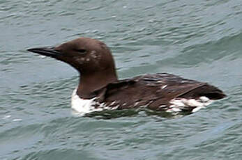 Guillemot de Troïl