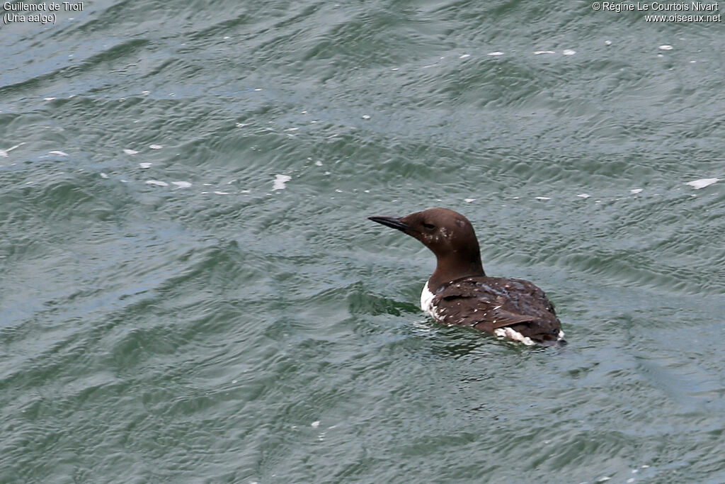 Guillemot de Troïl