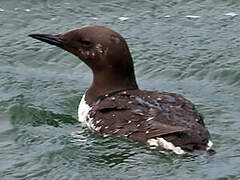 Common Murre