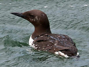 Guillemot de Troïl