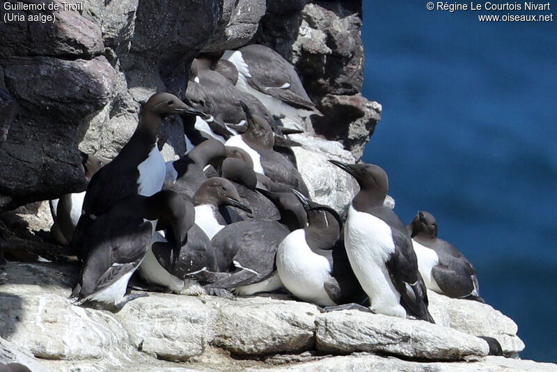 Common Murre, Reproduction-nesting