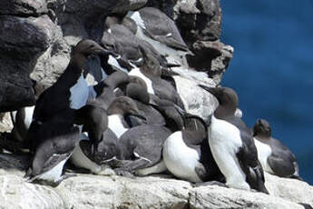 Guillemot de Troïl