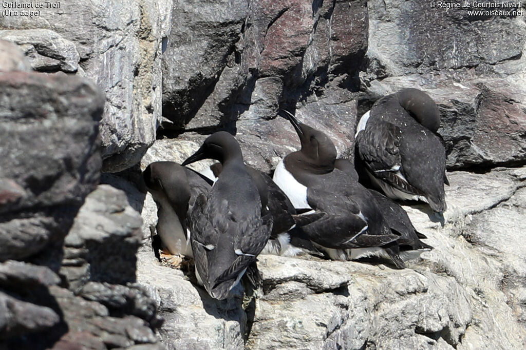 Common Murre