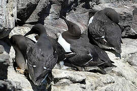 Guillemot de Troïl