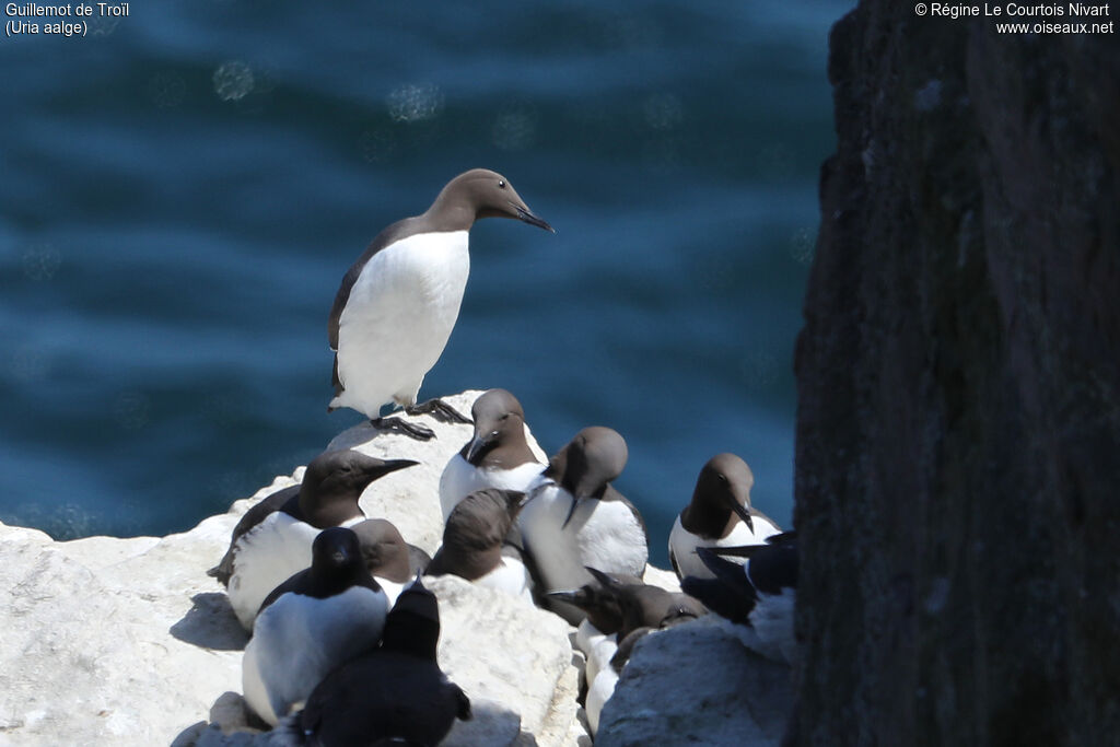 Common Murre