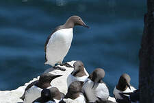 Guillemot de Troïl