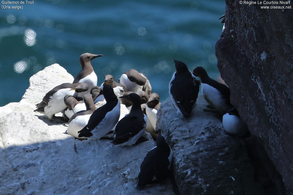 Common Murre