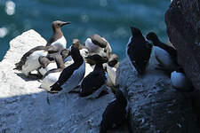 Guillemot de Troïl