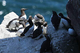 Guillemot de Troïl