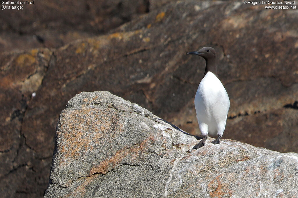 Common Murre