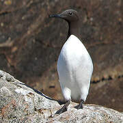 Common Murre