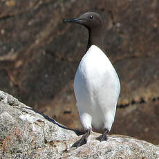 Guillemot de Troïl