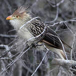 Guira cantara