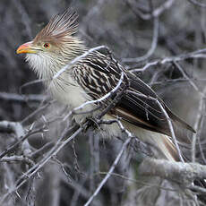 Guira cantara