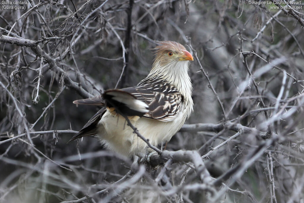 Guira Cuckoo