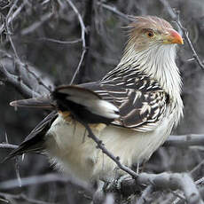Guira cantara