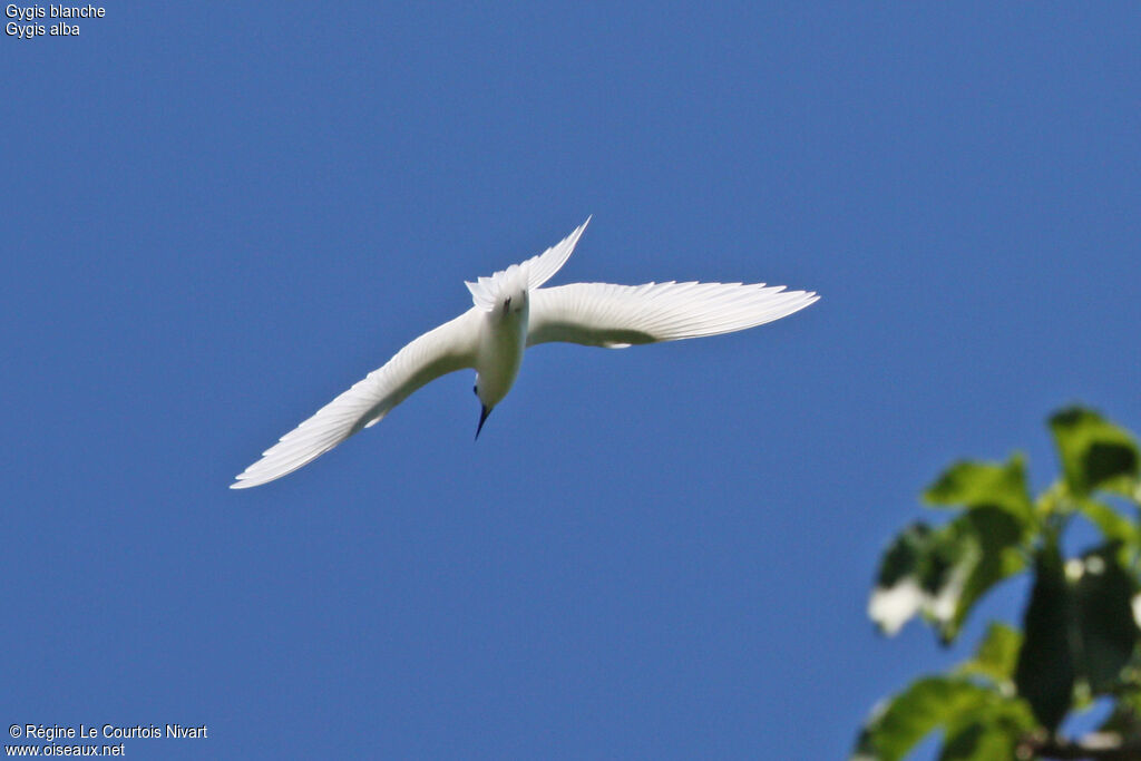 White Ternadult