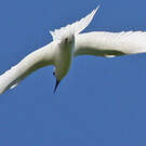 Gygis blanche