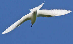 White Tern